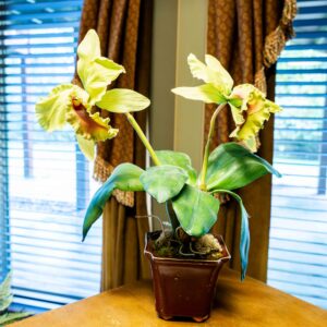 Floral Decor