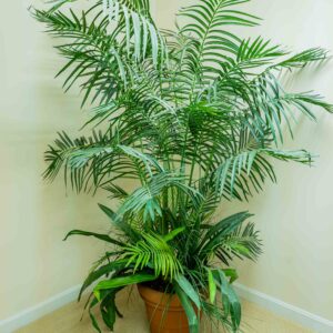 Faux Palm Plant