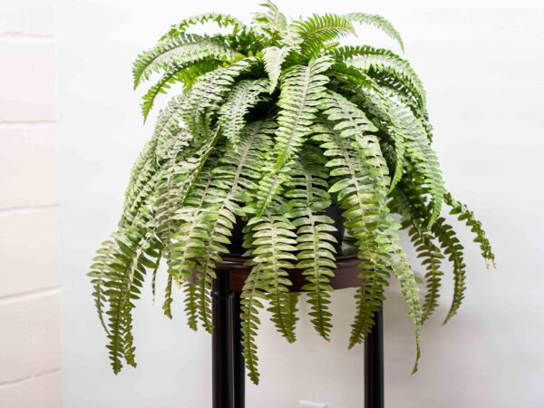 Wooden Ethan Allen Pedestal Stand With Glass Top (Includes Ethan Allen Fern In Pot) - Image 2