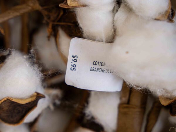 Faux Pier 1 Cotton Plants (Set Of 8) - Image 4