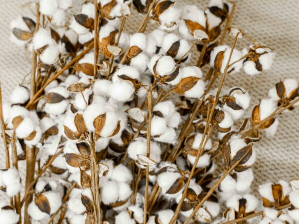 Faux Pier 1 Cotton Plants (Set Of 8) - Image 2