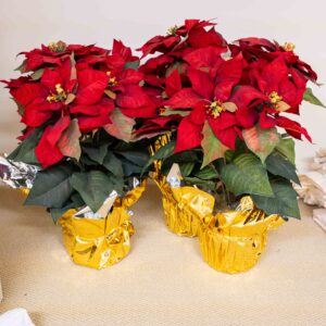 Lot Of 3 Faux Poinsettias