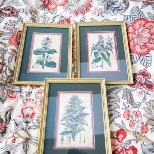 Pierre-Joseph Redouté Botanical Prints