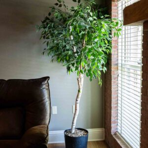 Decor
